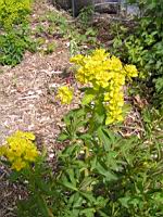 Euphorbia palustris (fam Euphorbiacees) (Europe, Siberie) (12)